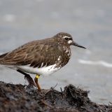 Black Turnstone