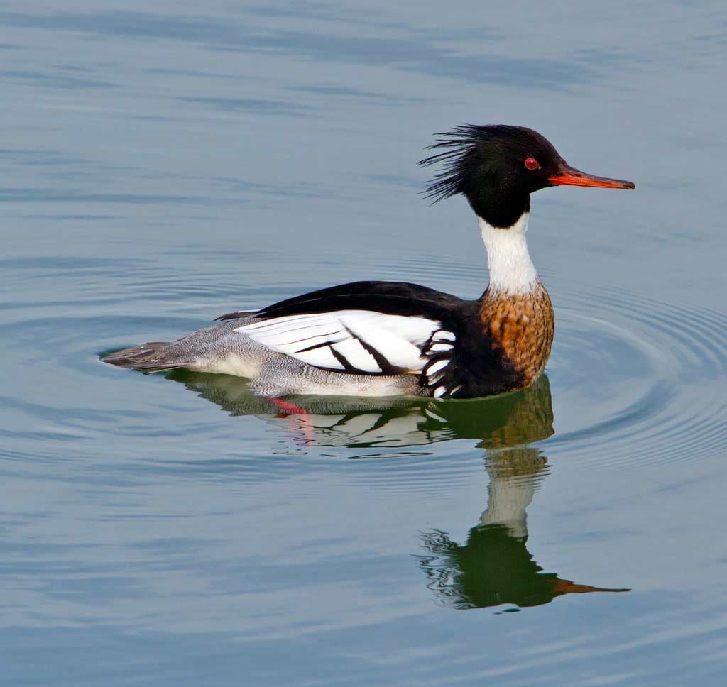 Image result for red breasted merganser