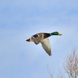 In flight