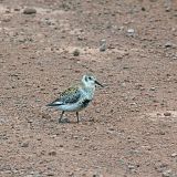 Rock Sandpiper