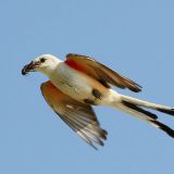 In flight at Bob Jones Park in Southlake, Texas on June 19, 2011