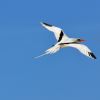 White-tailed Tropicbird