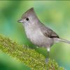 Oak Titmouse