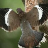 White-winged Dove