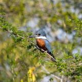 Male in Belize, BZ