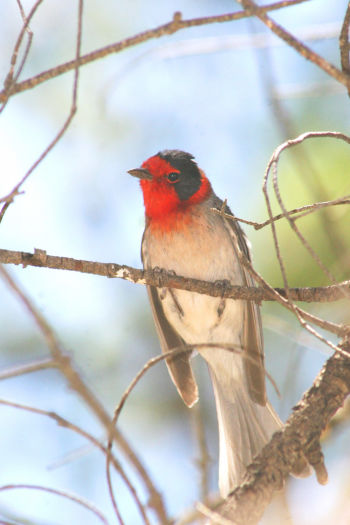 Red-faced Warbler