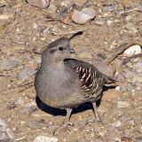 Female Gambel's Quail; SE of San Manuel, AZ