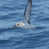 Cook's Petrel