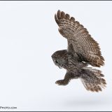 Great Gray Owl