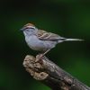 Chipping Sparrow