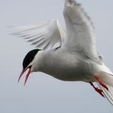 Arctic Tern