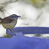 Carolina Wren