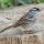 White-crowned Sparrow