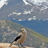 Larimer County, Rocky Mountain National Park, Colorado, US - May 29, 2009