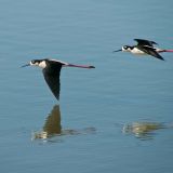 In flight - Duveneck, Palo Alto, CA, US - January 8, 2012