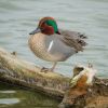 Green-winged Teal