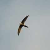 Fork-tailed Swift
