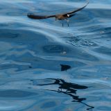 Wedge-rumped Storm-Petrel