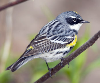 Yellow-rumped (Myrtle) Warbler