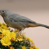 Abert's Towhee - October 4, 2011