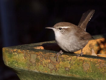 Bewick's Wren