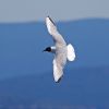 Bonaparte's Gull