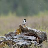 Male - Russia, Republic of Altai, Uzunkol lake - June 22, 2012