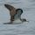 Cory's Shearwater