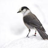 Canada Jay
