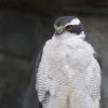 Northern Goshawk