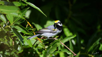 Male Golden-winged Warbler