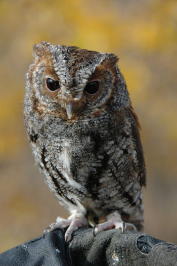 Flammulated Owl