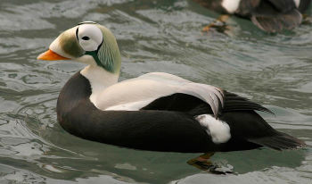 Threatened spectacled eider male (Somateria fischeri), Alaska SeaLife Center, Seward, Alaska