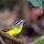 Golden-crowned Warbler