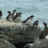 Crested Auklet with Least Auklets