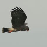 Male in flight