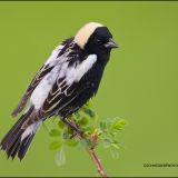 Male Bobolink