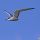 Aleutian Tern