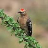 Gila Woodpecker