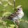 Henslow's Sparrow