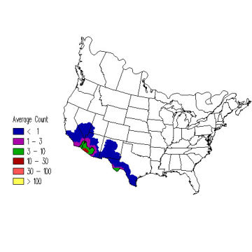 Black-tailed Gnatcatcher winter distribution map