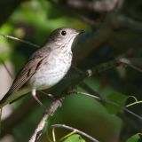 Gray-cheeked Thrush