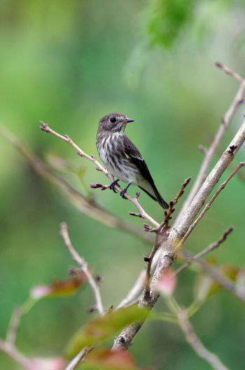 Gray-spotted Flycatcher