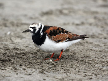 Ruddy Turnstone