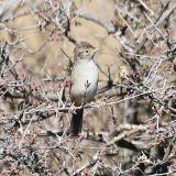 Cassin's Sparrow