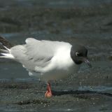 Adult breeding-plumage