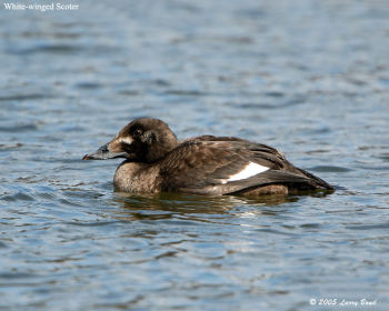 Female White-winged Scoter