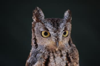 Western Screech-owl