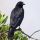 American Crow