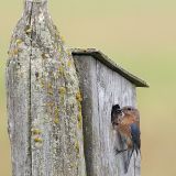 Female Eastern Bluebird